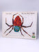 The Very Busy Spider - Hardcover - Eric Carle; 