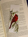 Cardinal Watercolor Bookmark - 